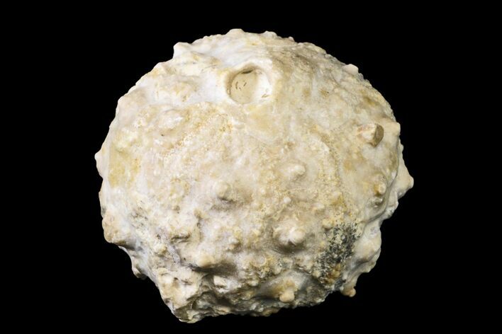 Cretaceous Sea Urchin (Salenia) Fossil - Texas #156335